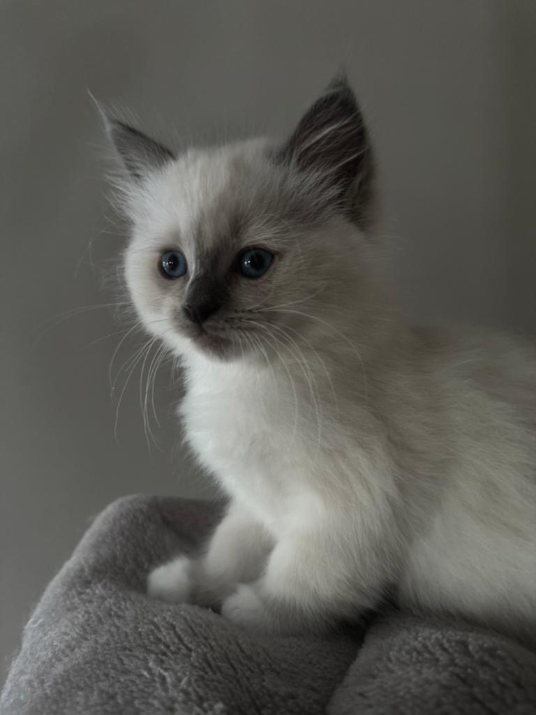 Ragdoll kittens raszuiver super knap ♥️, Dieren en Toebehoren, Meerdere dieren, Ontwormd, 0 tot 2 jaar