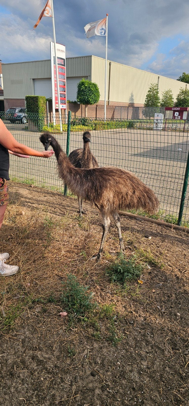 2 Super lieve Emoe's van 7 maanden !! Super Tam !!, Meerdere dieren, Overige soorten