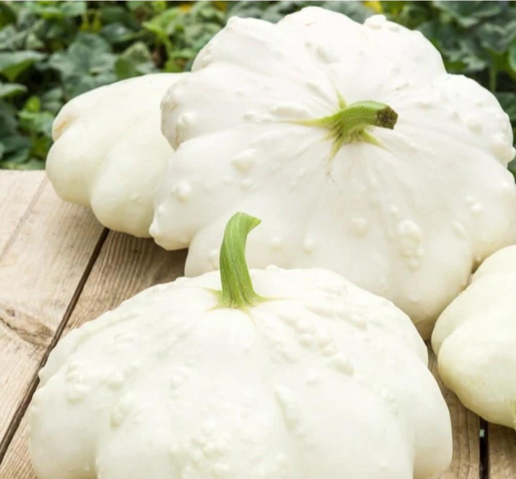Witte Patisson Pompoen Plantjes ., Ophalen, Volle zon, Groenteplanten, Eenjarig