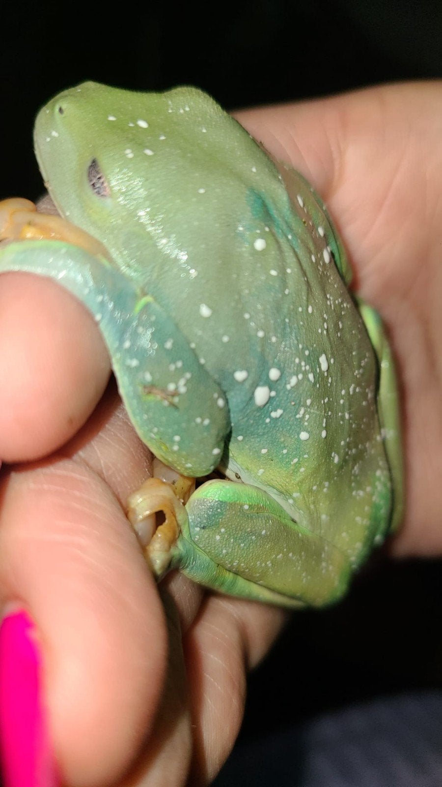 Volwassen Ruby-eyed Tree Frog, Dieren en Toebehoren, Amfibie, Tam, 0 tot 2 jaar
