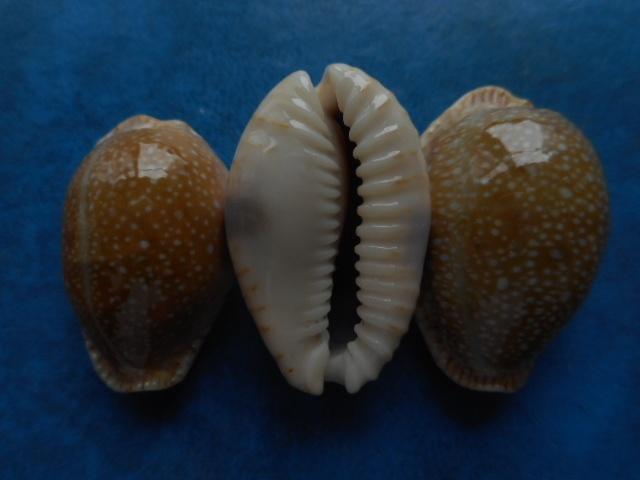 Schelpen: Cypraea erosa L. (gouden var.) gem 23-29mm, Verzenden, Schelp(en)