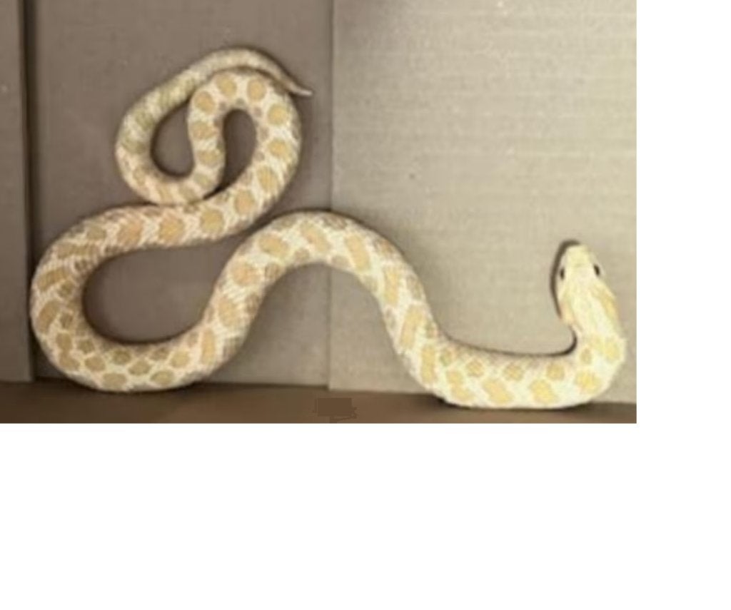 heterodon nasicus / haakneus Albino, Dieren en Toebehoren, Slang, 3 tot 6 jaar