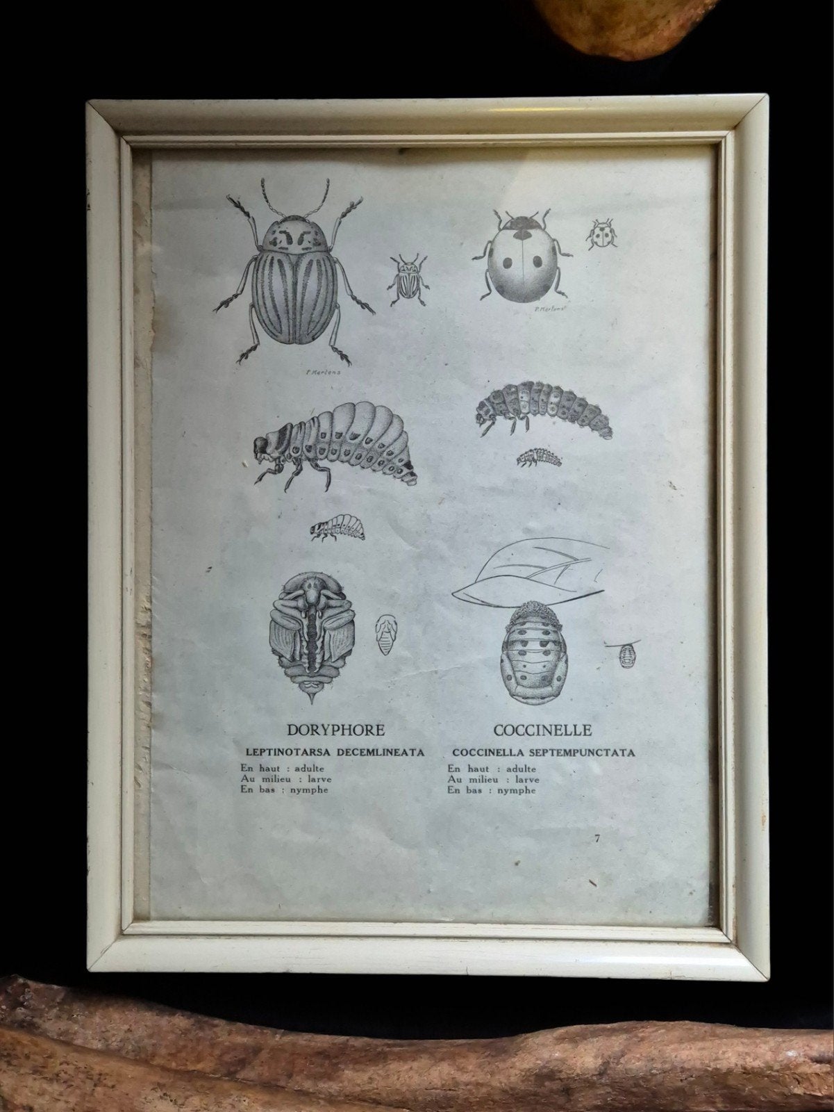 Vintage insecten prent, Antiek en Kunst, Curiosa en Brocante, Ophalen of Verzenden