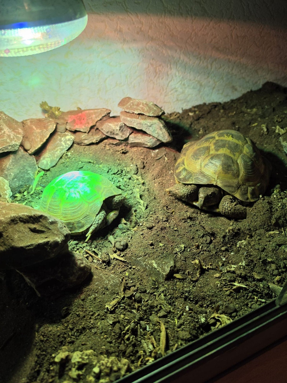Russische Vierteenlandschildpadden, Dieren en Toebehoren, Reptielen en Amfibieën, Schildpad