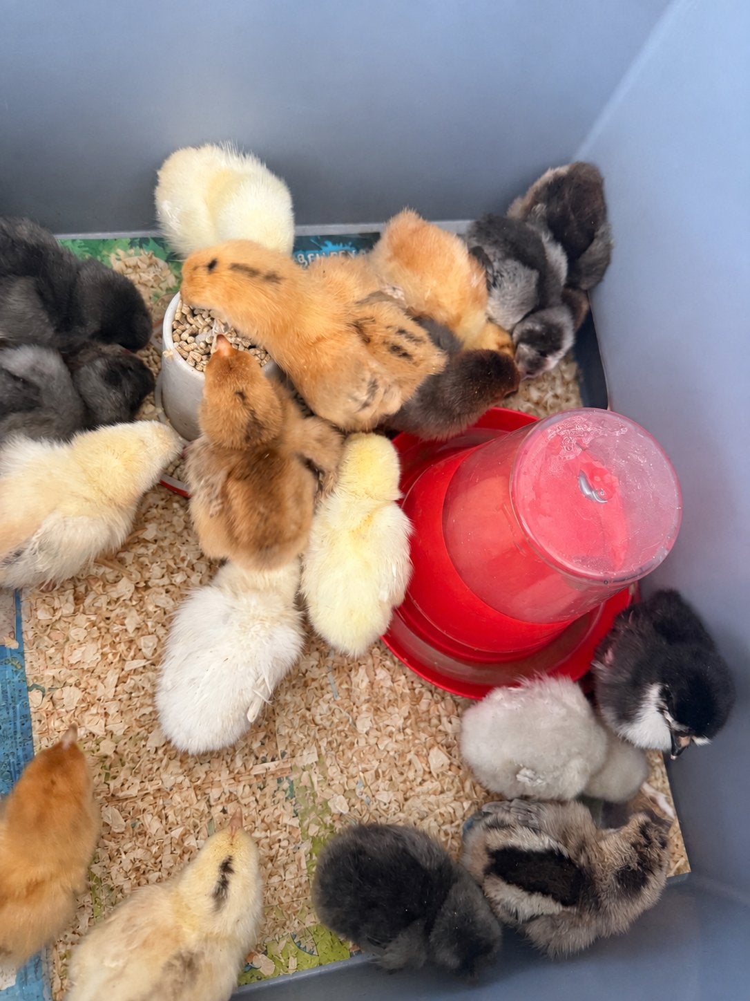 Verschillende kleurlegger kuikentjes te koop, Dieren en Toebehoren, Geslacht onbekend, Kip