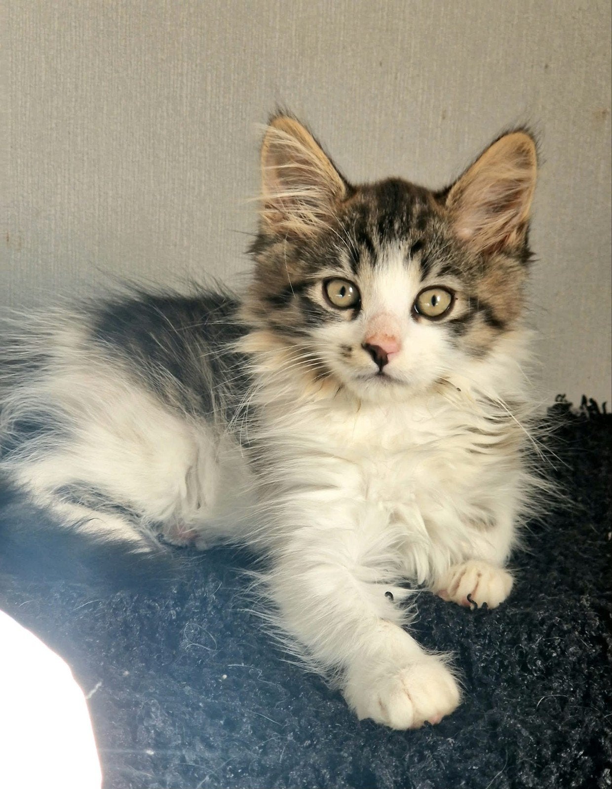 Maine Coon kittens zoeken een liefdevol en blijvend thuis, Dieren en Toebehoren, Meerdere dieren, Ontwormd