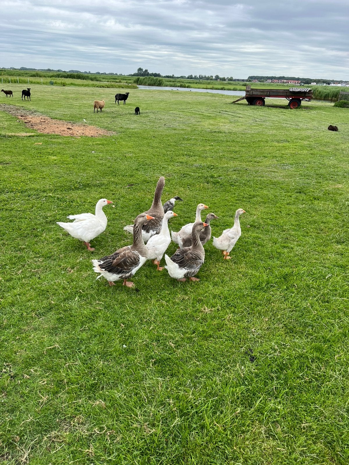 Ganzen., Dieren en Toebehoren, Pluimvee, Meerdere dieren, Gans of Zwaan