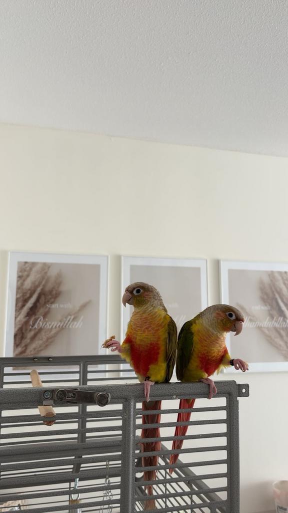 2 pyrrhura’s met dna certificaat, Vrouwelijk, Papegaai, Tam