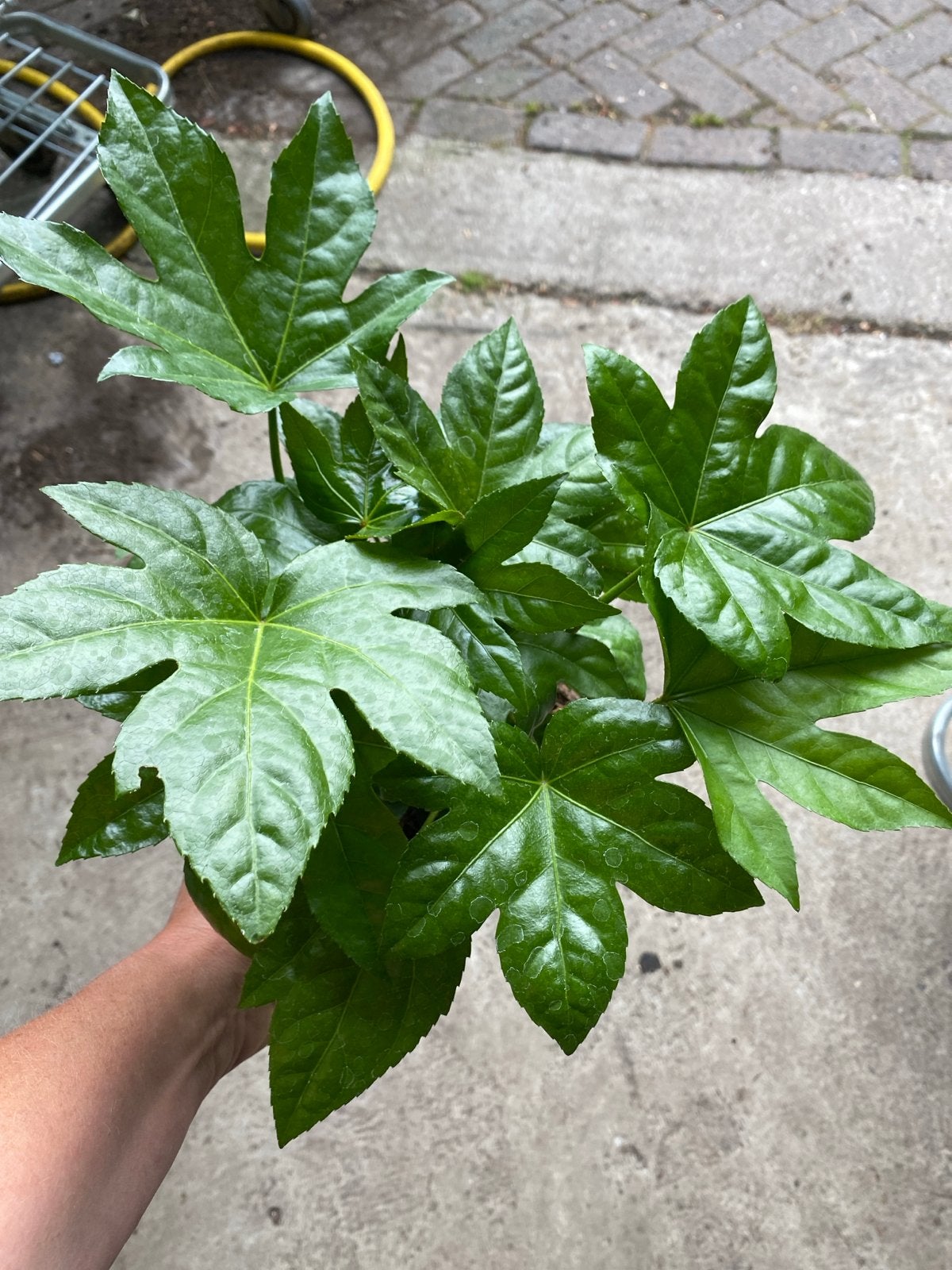 Fatsia japonica - Vingerplant voor binnen en buiten, Tuin en Terras, Planten | Tuinplanten, Vaste plant, Halfschaduw, Herfst, Ophalen