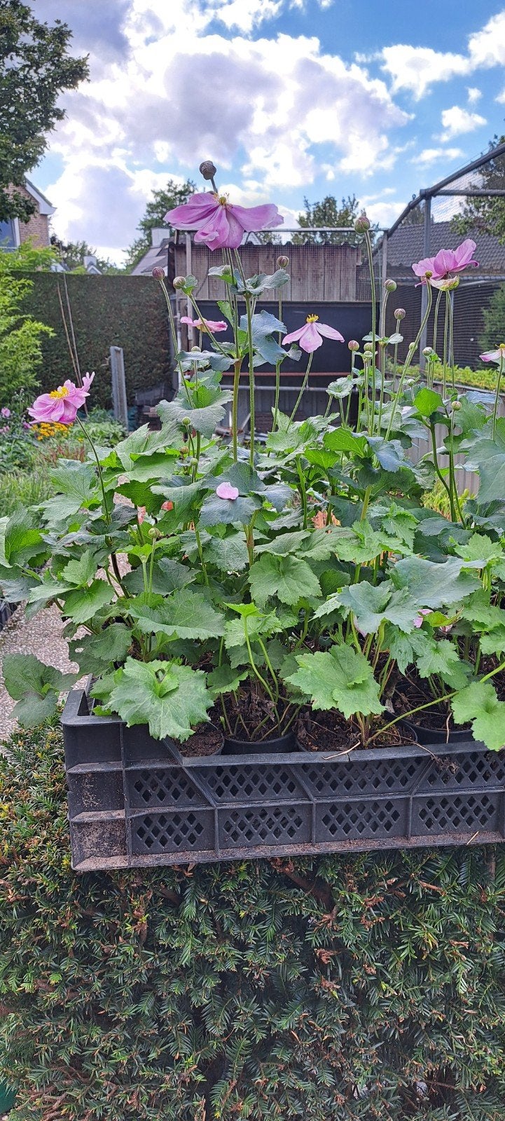 Mooie anemoon struikjes, Volle zon, Vaste plant, Herfst, Ophalen