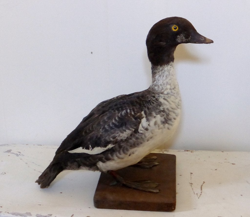 APARTE opgezette brilduiker EEND / Taxidermie eenden opgezet, Ophalen of Verzenden, Zo goed als nieuw, Vogel, Opgezet dier