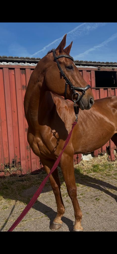 Talentvolle merrie voor sport of recreatie, Dieren en Toebehoren, Paarden, Merrie, 11 jaar of ouder, Met stamboom, B