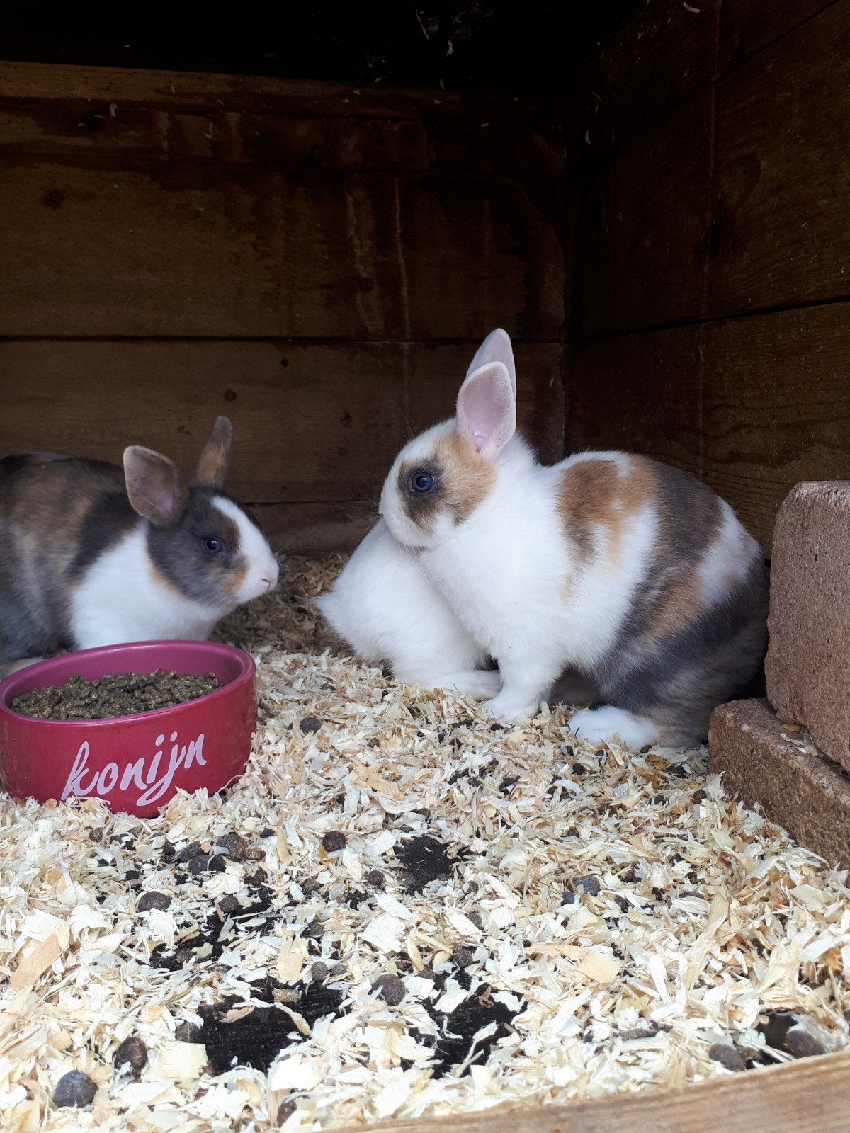 Te koop: jonge dwergkonijnen!, Dieren en Toebehoren, Konijnen, Meerdere dieren, Dwerg, 0 tot 2 jaar