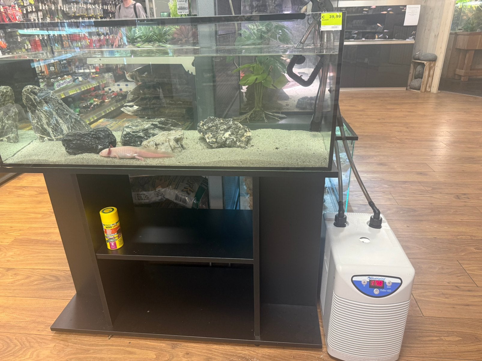 Axolotl vrouw, Dieren en Toebehoren, Reptielen en Amfibieën, 0 tot 2 jaar