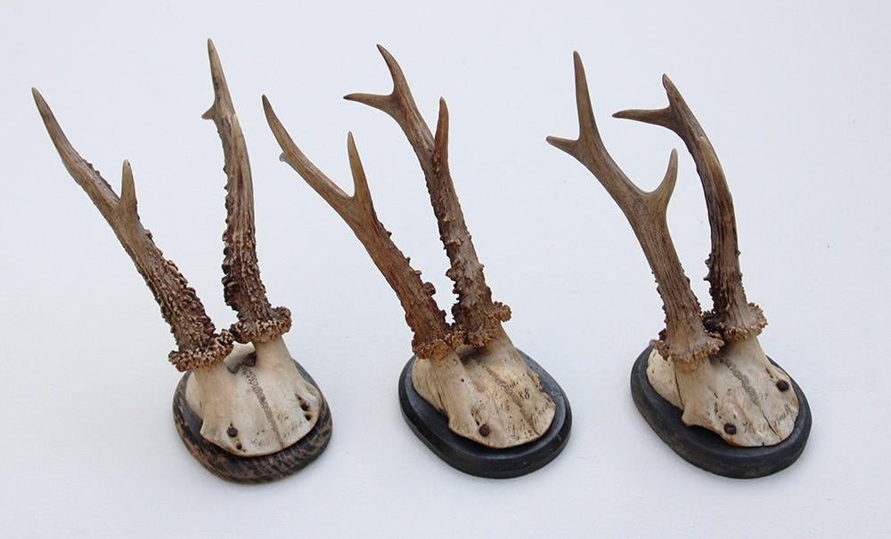 3 x antiek REE GEWEI op zwart houten schild - 1888/1892