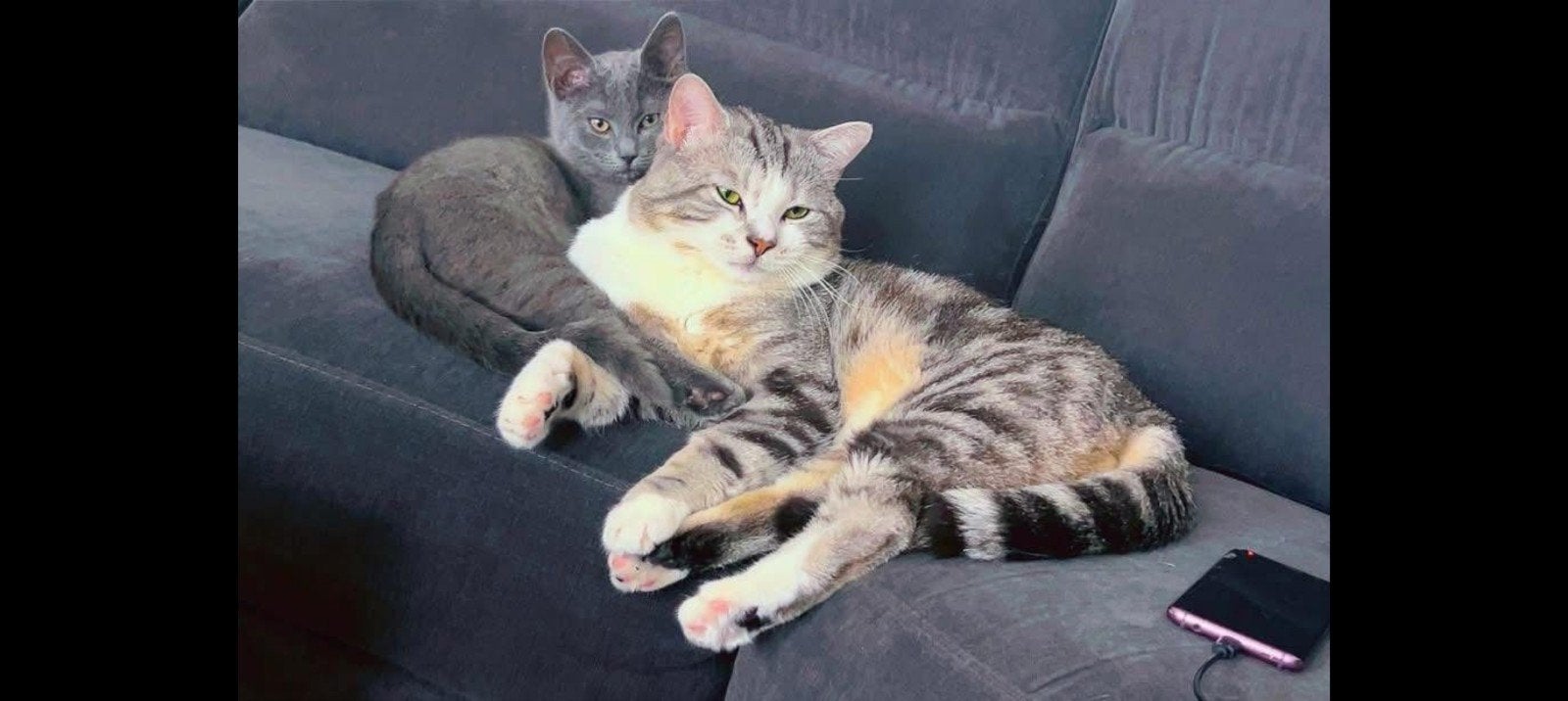 Britse korthaar mix kittens 8+ weken., Meerdere dieren, 0 tot 2 jaar