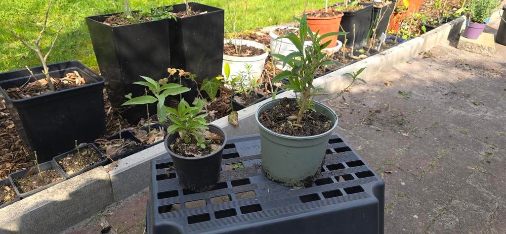 Buddleja, vlinderstruik roze/paars en wit, Tuin en Terras, Ophalen of Verzenden, Overige soorten, Volle zon