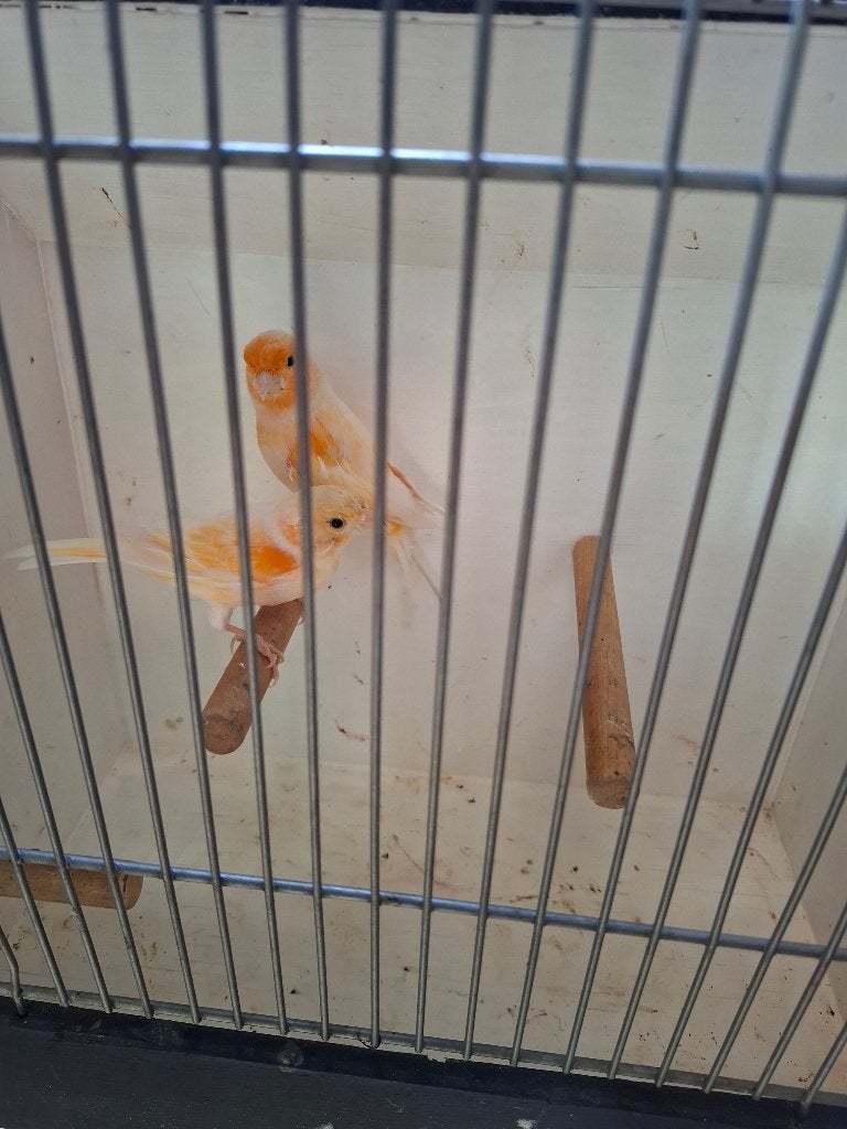 Te koop koppel rood Mozaïek, Dieren en Toebehoren, Vogels | Kanaries, Meerdere dieren, Postuurkanarie