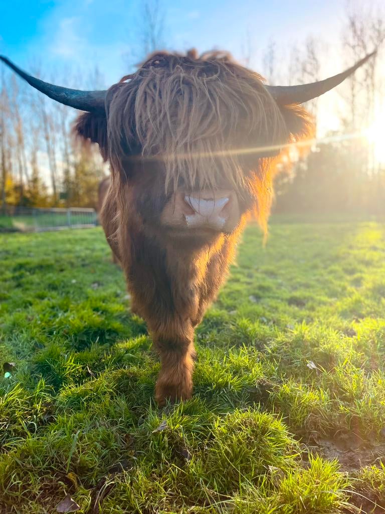 Mini schotse hooglander stier ter dekking, Dieren en Toebehoren, Mannelijk
