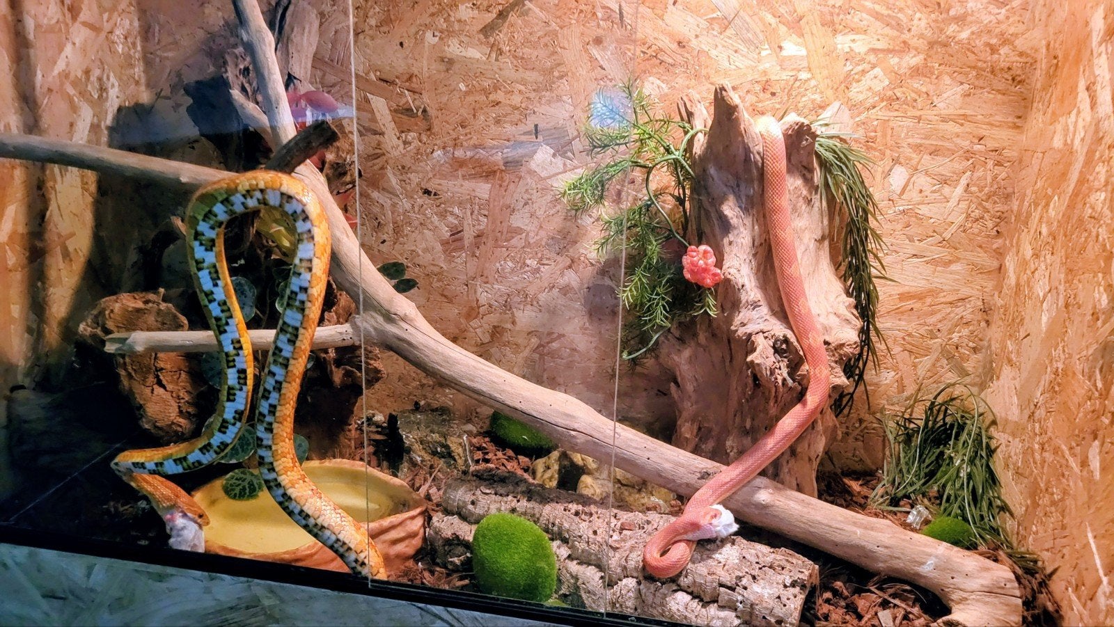 Terrarium met 3 rattenslangen icl. toebehoren en voedsel Rat Snake photo 7