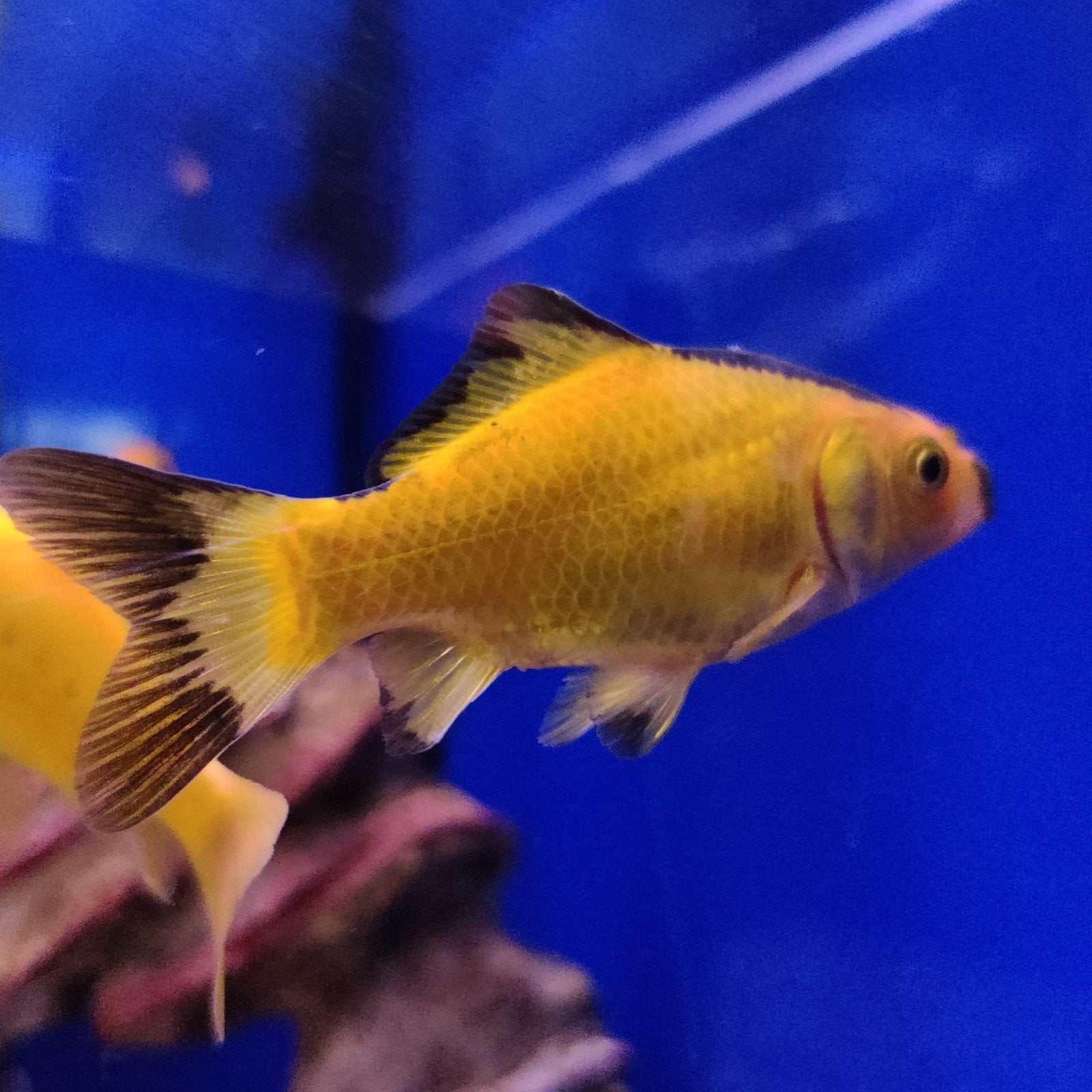 Carrasius auratus, Dieren en Toebehoren, Vis