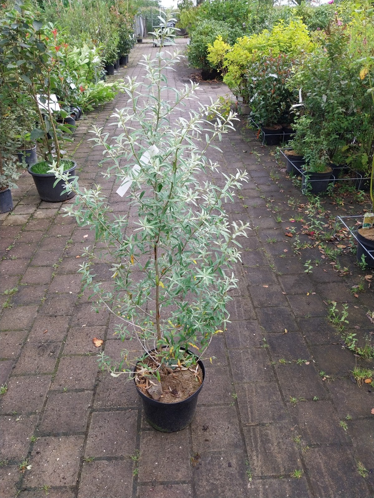 Duindoorn (Hippophae rhamnoides), Ophalen, Volle zon, Vaste plant, Fruitplanten
