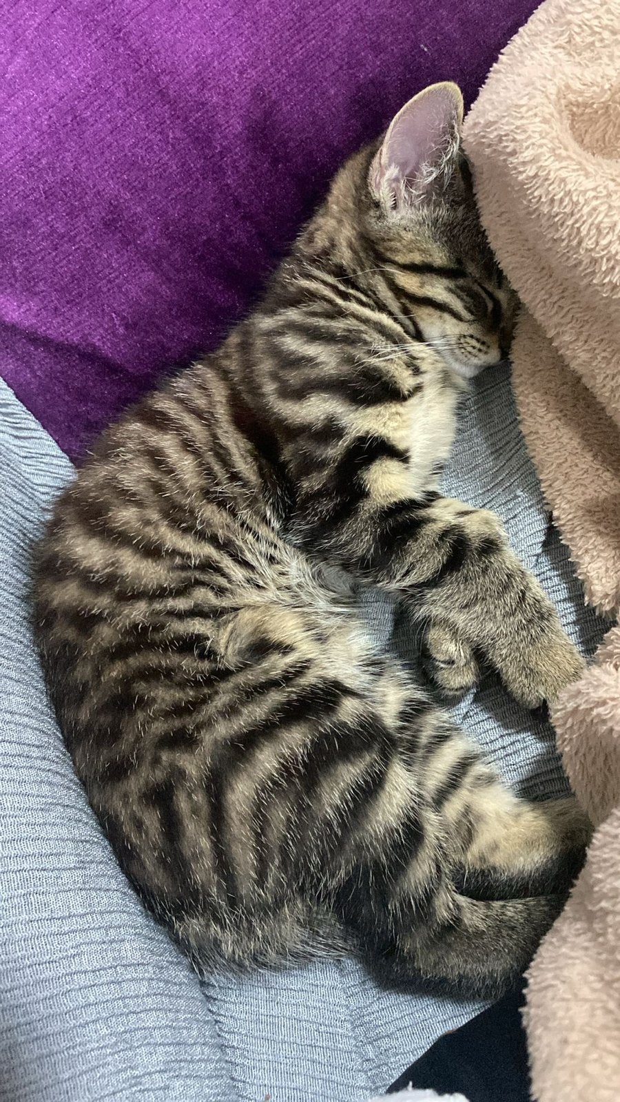 Mooi lieve poes van 9 maanden, Poes