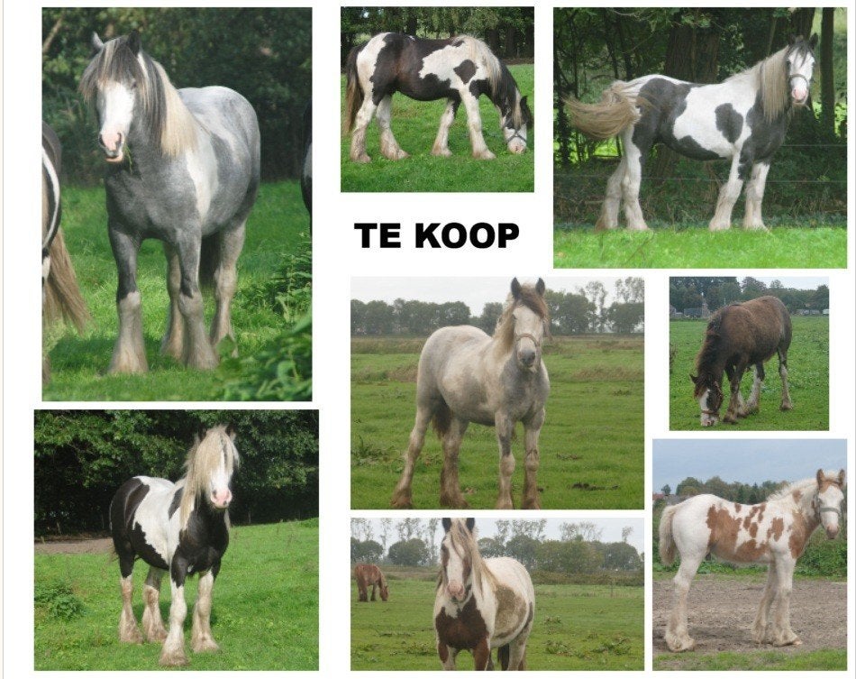 Irish Cob / tinker ruinen en merries, Meerdere dieren