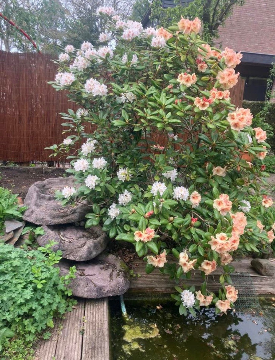 Betonnen waterval, Tuin en Terras, Vijver-toebehoren, Gebruikt, Overige typen, Ophalen
