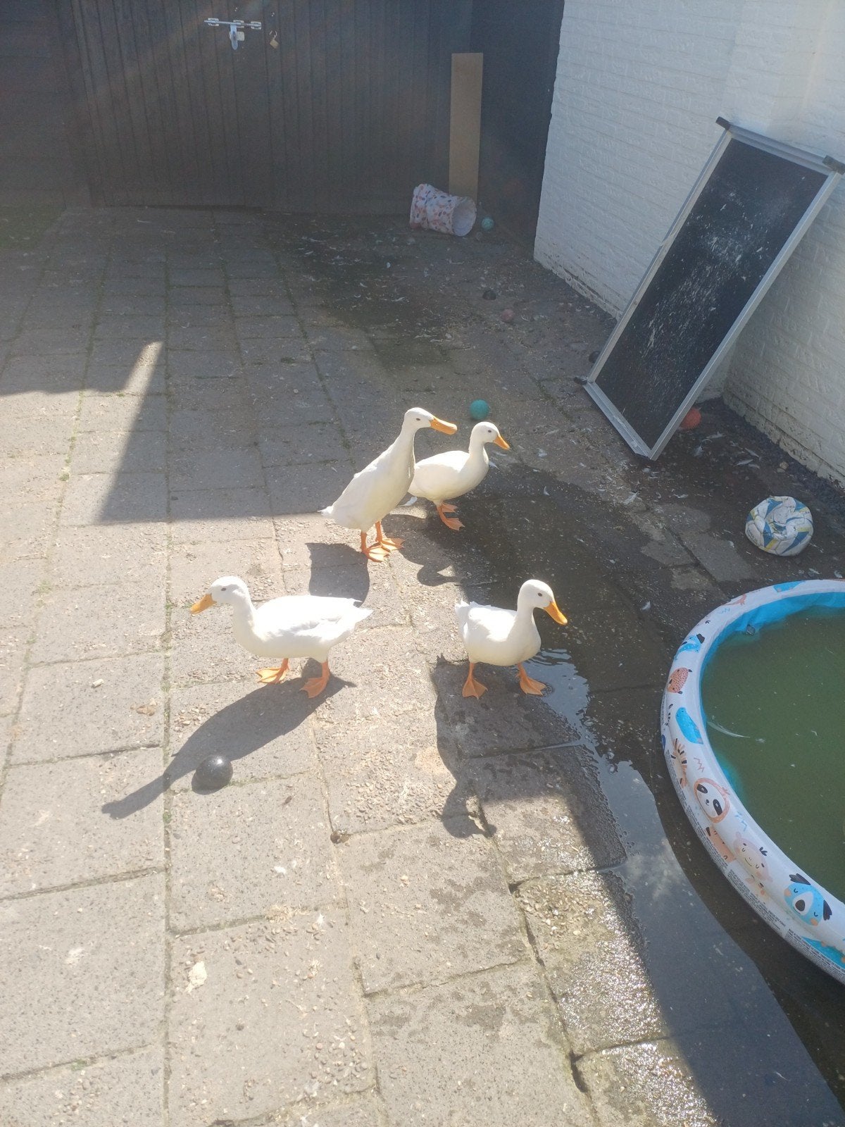 eenden af te halen, Meerdere dieren, Eend