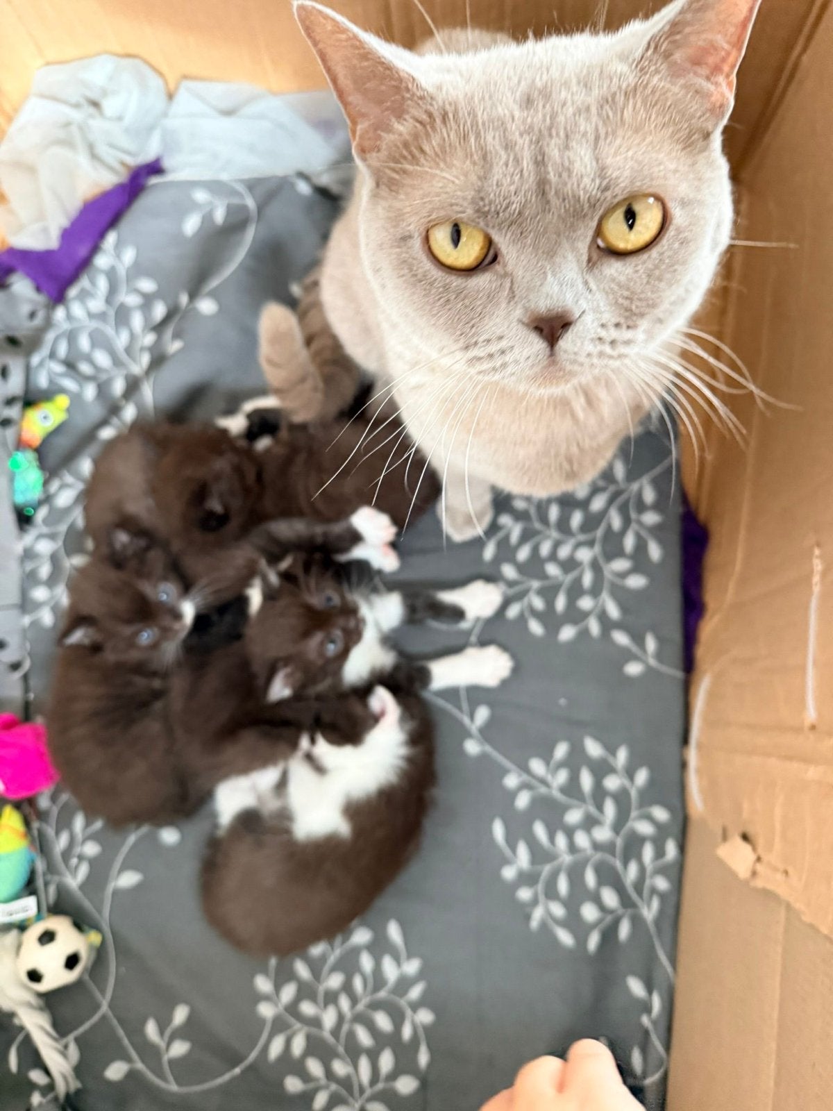 Kittens te koop  (half Brits kleur Lilac & half niet-ras), Meerdere dieren