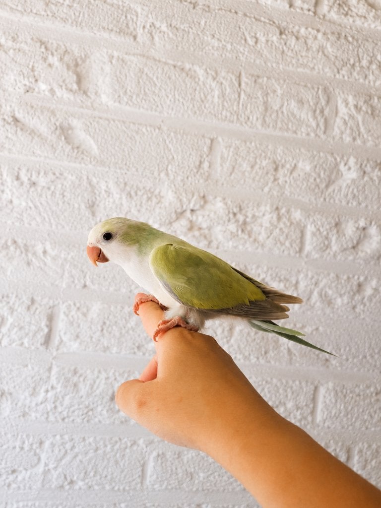 PRACHTIGE Tamme Muisparkiet Man 2026, Dieren en Toebehoren, Vogels | Parkieten en Papegaaien, Mannelijk, Parkiet, Pratend