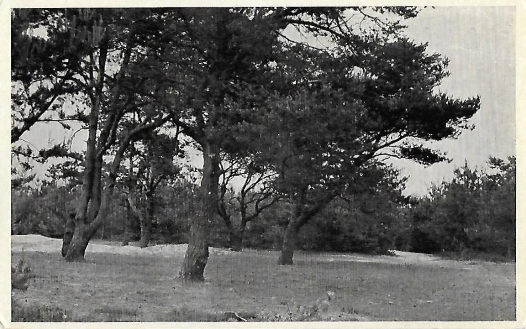 Oldebroek oude gelopen ansichtkaart ( 8028), Verzamelen, Ophalen of Verzenden, 1960 tot 1980