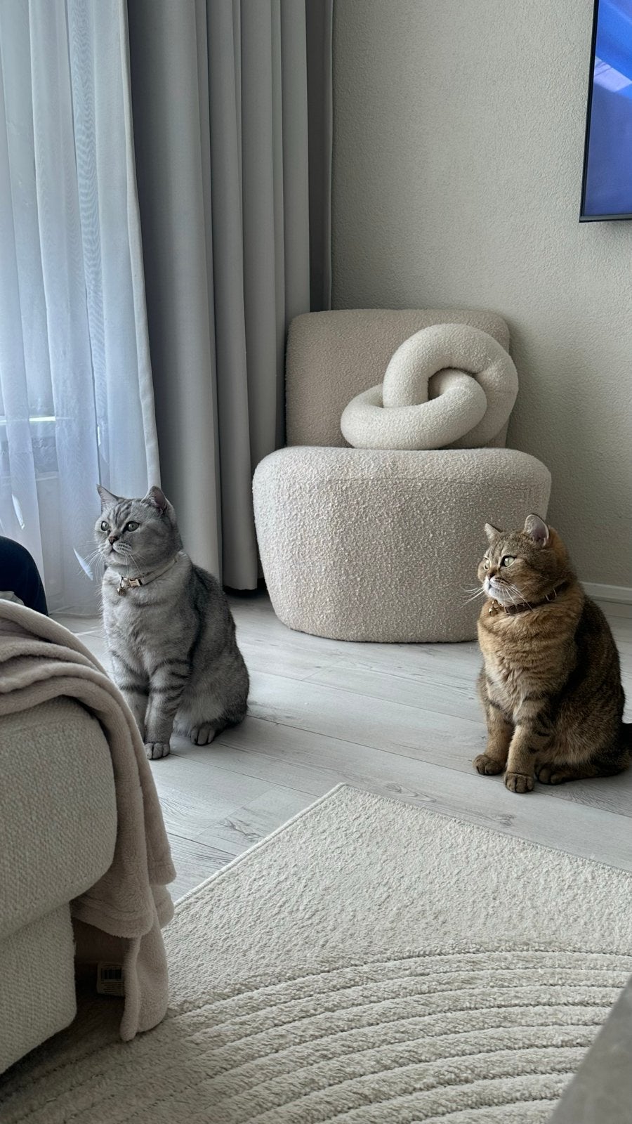 Golden & Silver Tabby katten – alleen samen, Dieren en Toebehoren, Kater, Kortharig, 0 tot 2 jaar