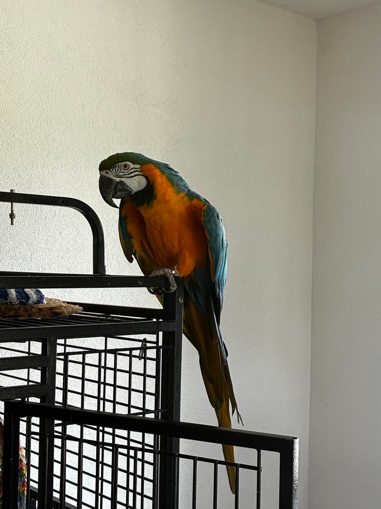 Mooie ara papagaai Tam!, Dieren en Toebehoren, Vogels | Parkieten en Papegaaien, Mannelijk, Papegaai, Tam