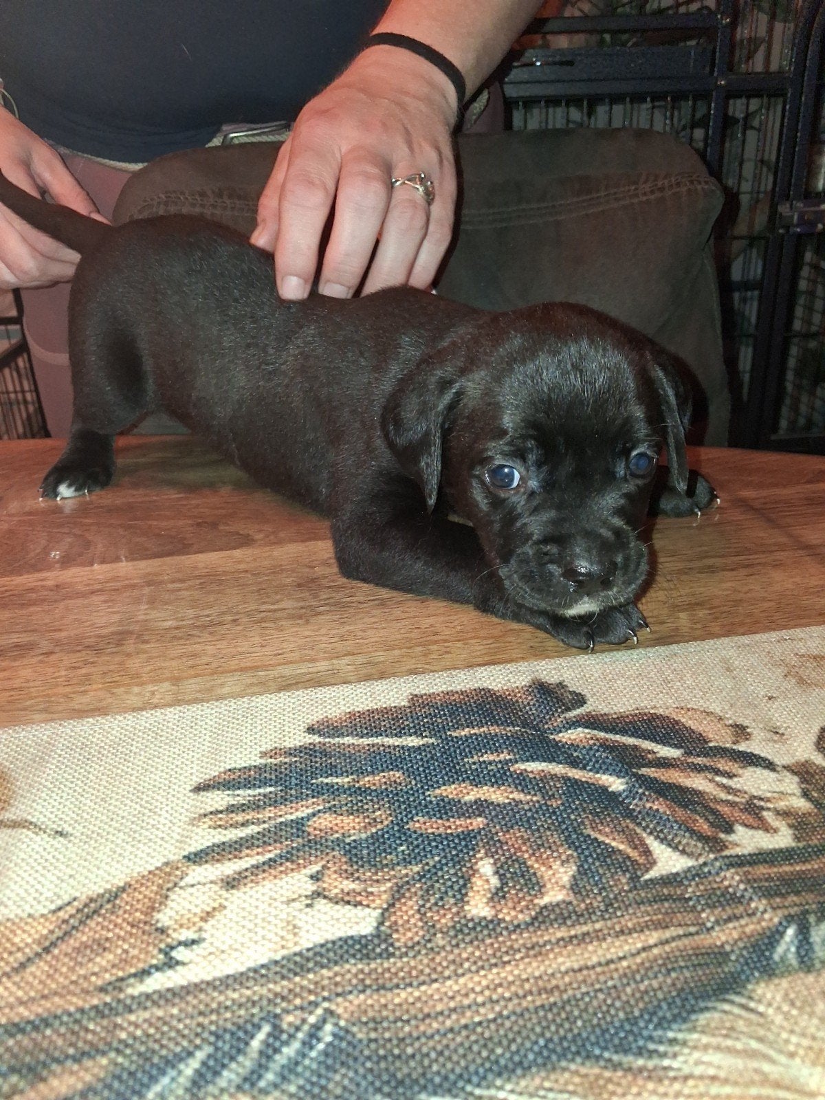 lieve 5 retriever/labrador pups, Labrador retriever, Meerdere, Meerdere dieren, Nederland