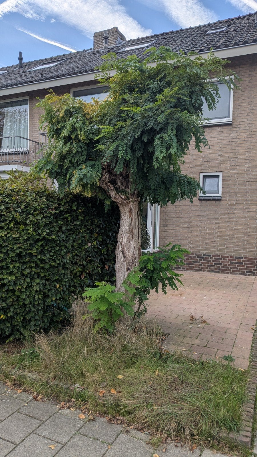 Oude acacia gratis, Ophalen, Overige soorten, 250 tot 400 cm