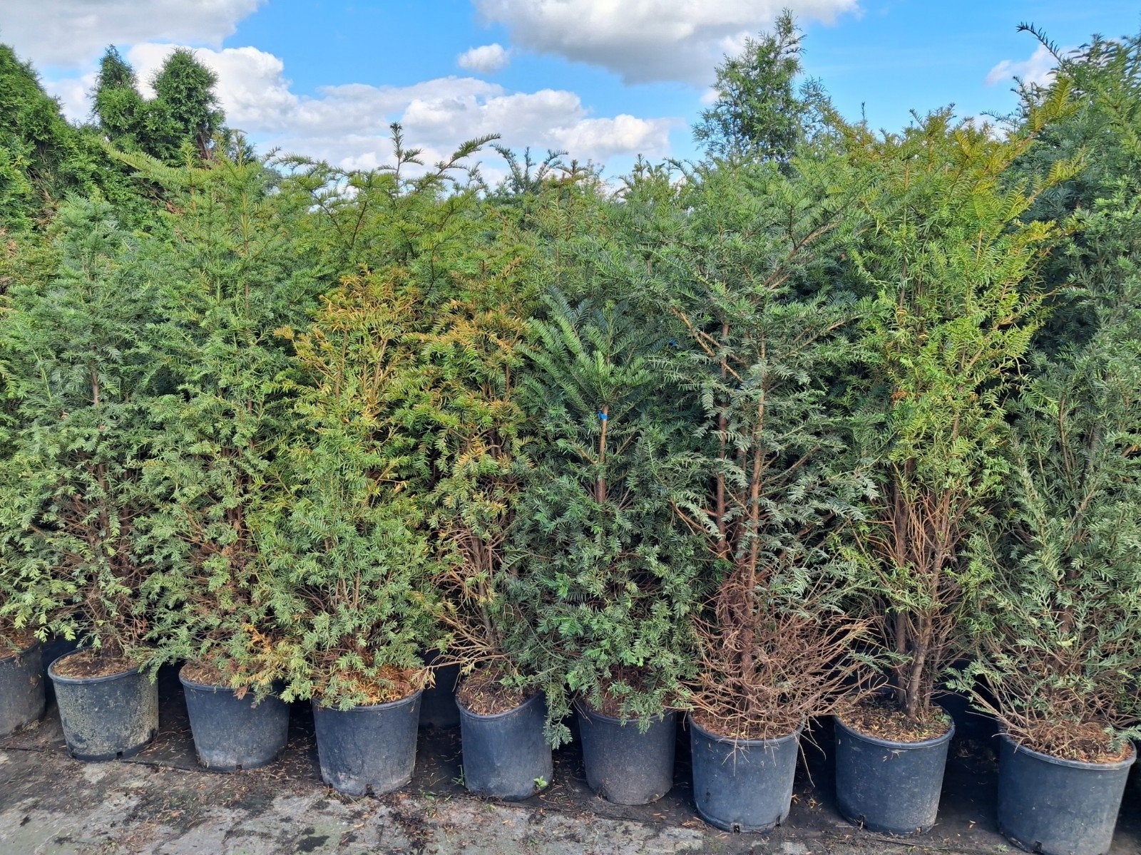 actie!!! taxus baccata 100-160 cm €7,50 pst, Tuin en Terras, Planten | Struiken en Hagen, Ophalen of Verzenden, Taxus, Struik