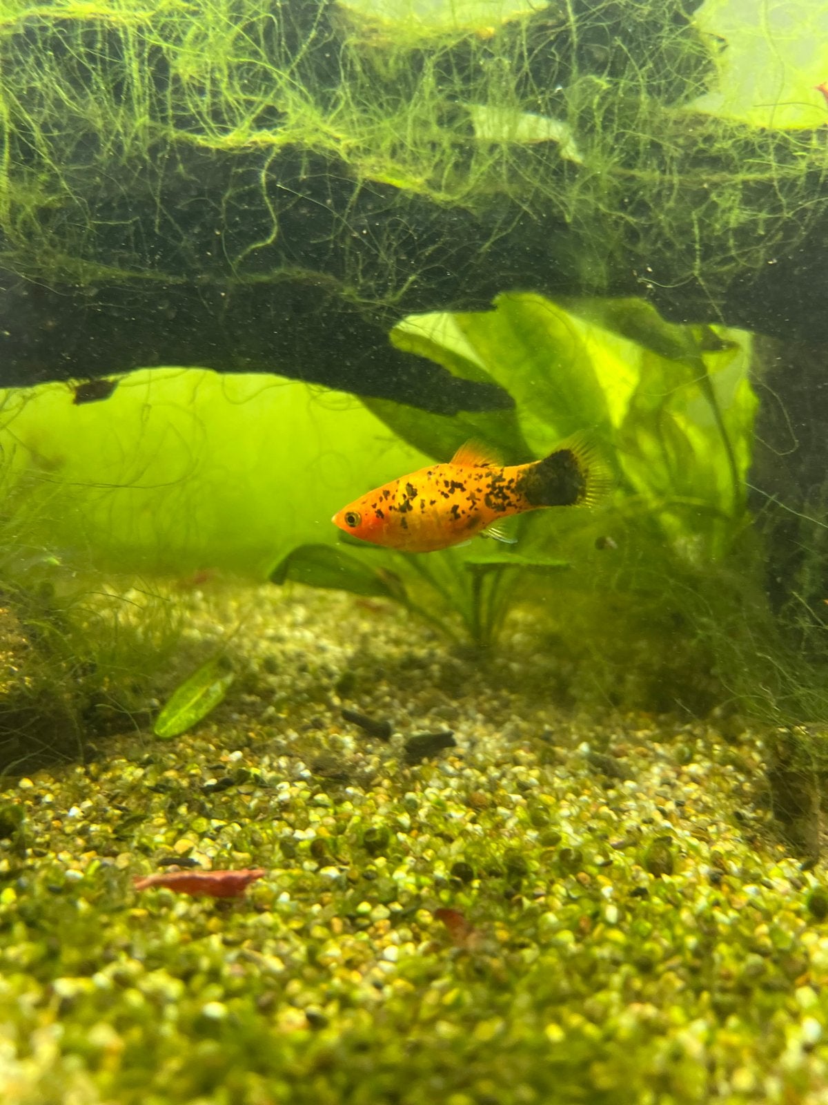 Verschillende vissen en garnalen, Dieren en Toebehoren, Zoetwatervis