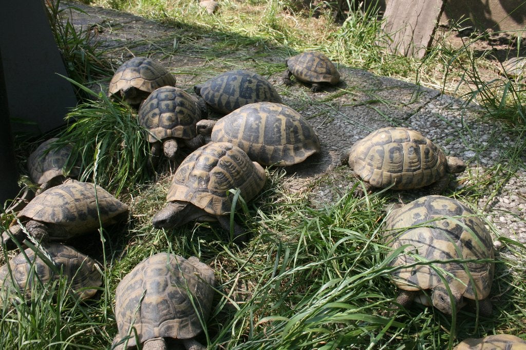 griekse landschildpad, Schildpad, 11 jaar of ouder