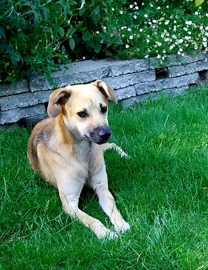 Jason ex reu van net 2 jr ter adoptie, Reu, 1 tot 2 jaar, Eén hond, Middel