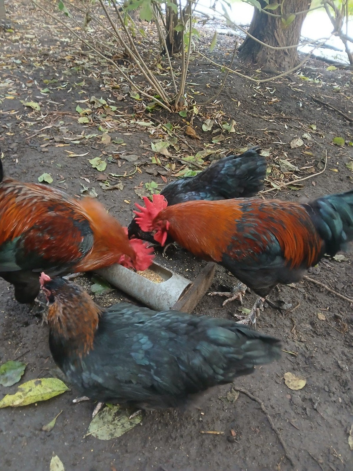 Jonge raszuivere Marans hanen., Mannelijk, Kip
