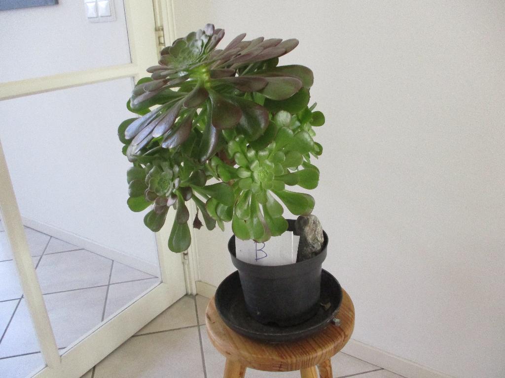 Aeonium vetplanten, Tuin en Terras, Vaste plant, Bloeit niet, Halfschaduw, Ophalen