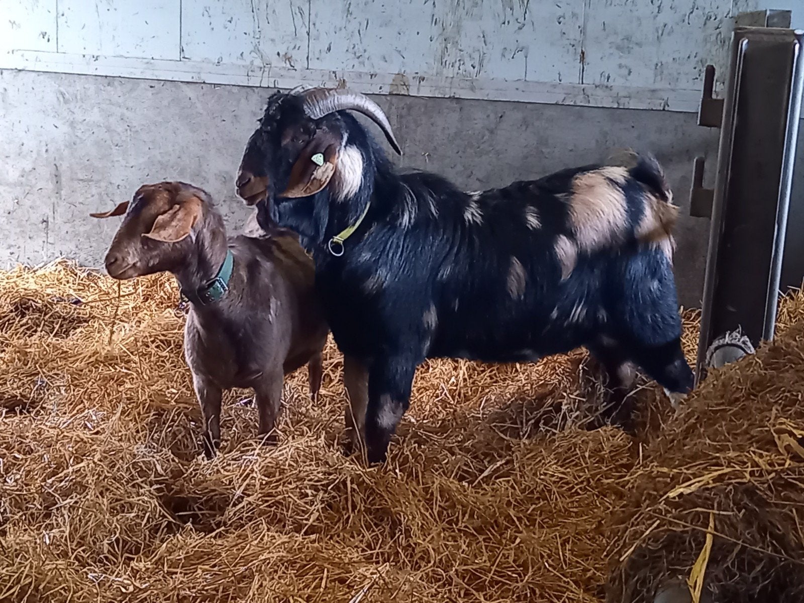 te koop gave, vriendelijke grote boergeit bok, Dieren en Toebehoren, Schapen, Geiten en Varkens, Mannelijk, Geit