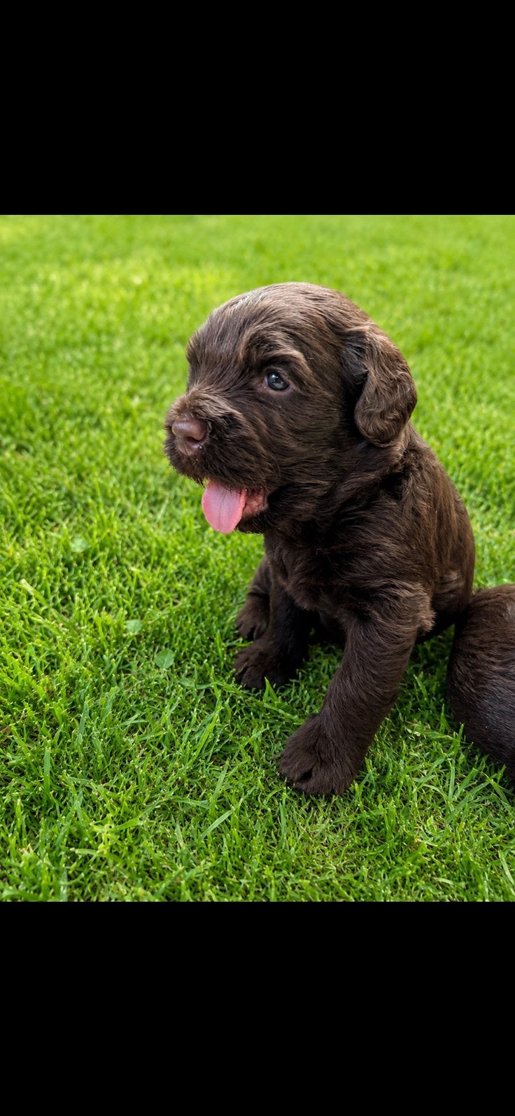 Chocolade medium labradoodle pups met Australian bloed, Dieren en Toebehoren, Honden | Retrievers, Spaniëls en Waterhonden, Parvo
