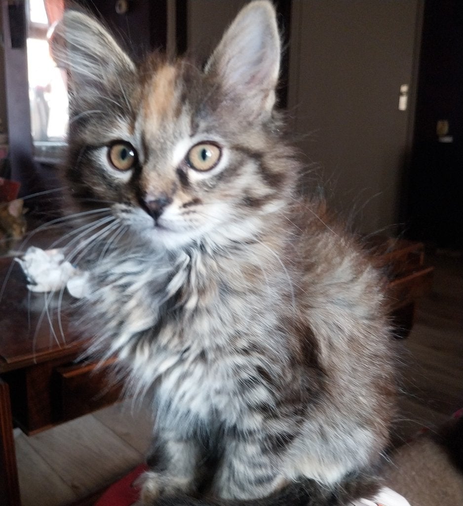 Goudenmandje gezocht voor de liefste kittens, Dieren en Toebehoren, Katten en Kittens | Raskatten | Korthaar, Meerdere dieren