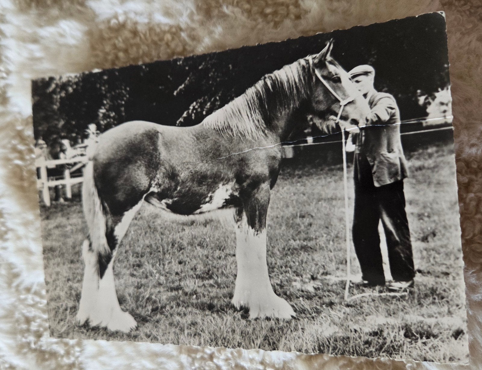 Oude foto Clydesdale paard met man - 1962, Verzamelen, Verzenden, 1960 tot 1980, Gelopen, Paard
