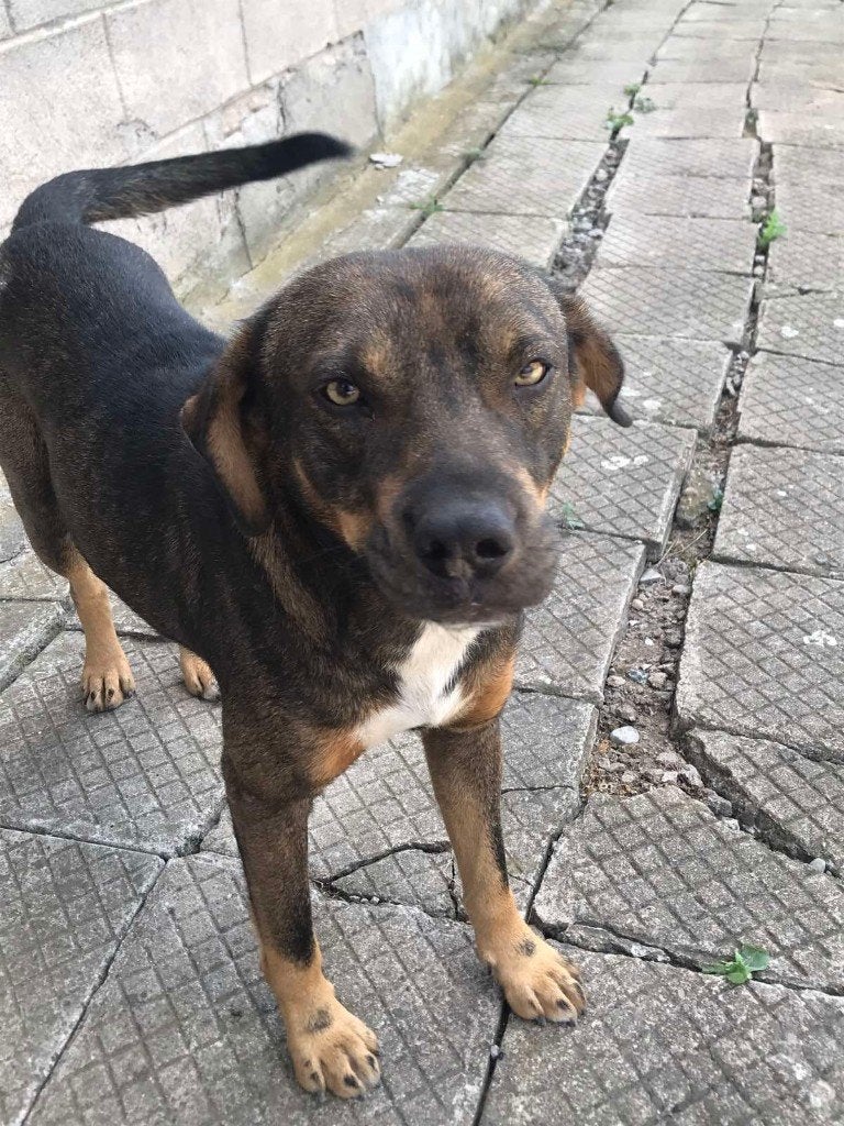 URGENT RICO 2jr. Bulgarije loopt gevaar/vriendelijk/speels, Dieren en Toebehoren, 1 tot 2 jaar, Buitenland, Eén hond, CDV (hondenziekte)
