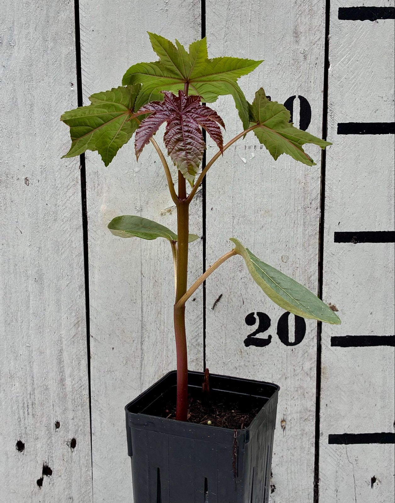 Rode Ricinus - Eenjarige Sierplant voor uw Tuin, Volle zon, Eenjarig, Zomer, Ophalen
