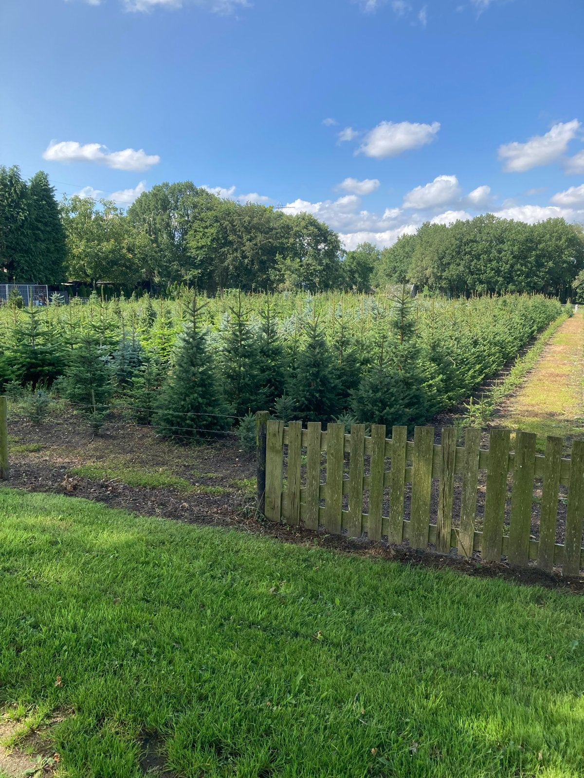 Diverse soorten Kerstbomen te Koop, Bloeit niet, Overige soorten, 100 tot 250 cm, Ophalen